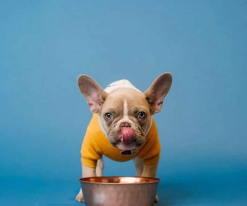 How to Stop Your Dog from Eating Too Quickly: Tips for Better Digestion