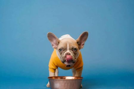 How to Stop Your Dog from Eating Too Quickly: Tips for Better Digestion