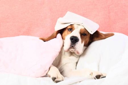 Signs Your Pet May Have a Fever: Symptoms and What You Can Do