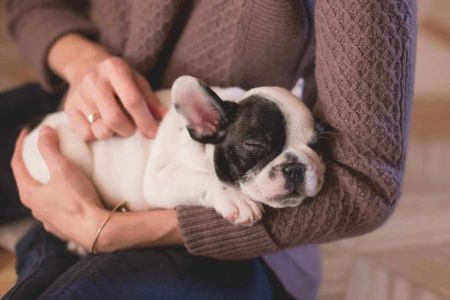 Signs Your Pet May Have a Fever: How to Recognize Symptoms and Take Action