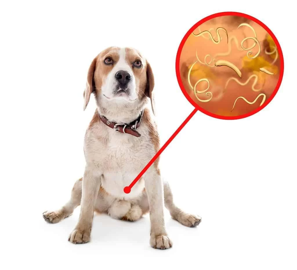 Signs Your Dog Might Have Worms: How to Identify Symptoms and Take Action