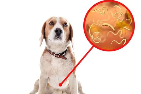 Signs Your Dog Might Have Worms: How to Identify Symptoms and Take Action