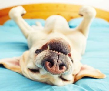 Signs Your Pet May Have a Respiratory Infection: Symptoms and What to Do