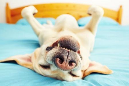 Signs Your Pet May Have a Respiratory Infection: Symptoms and What to Do