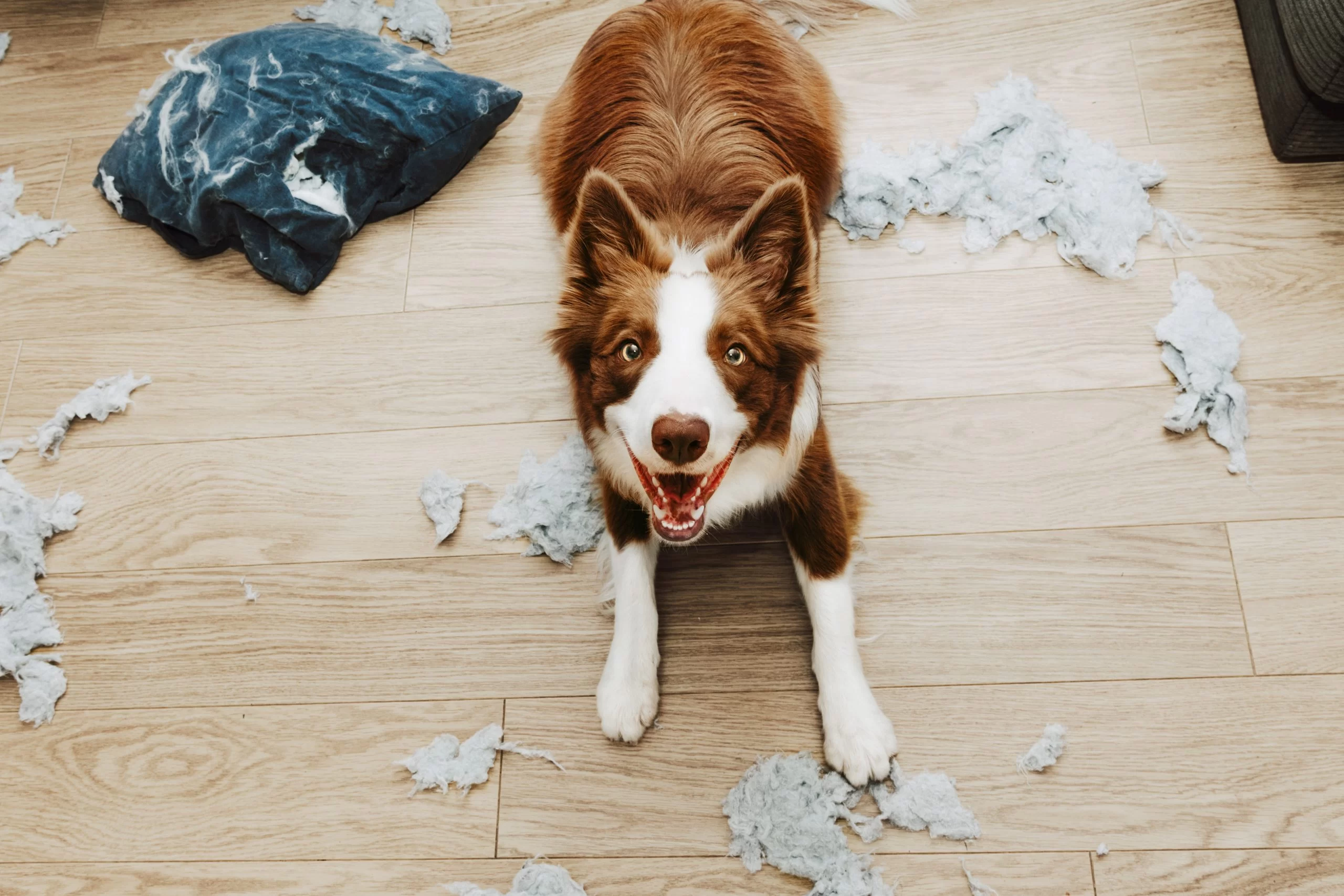 How to Take Care of a Dog with Separation Anxiety: Practical Tips for Dog Owners