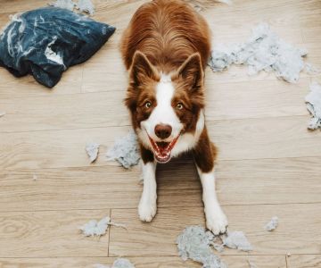 How to Take Care of a Dog with Separation Anxiety: Practical Tips for Dog Owners