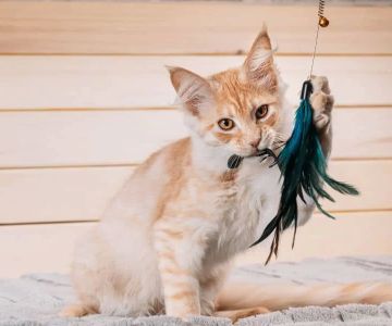 Best Ways to Keep Your Cat Active and Engaged: Fun Ideas for a Healthier Pet