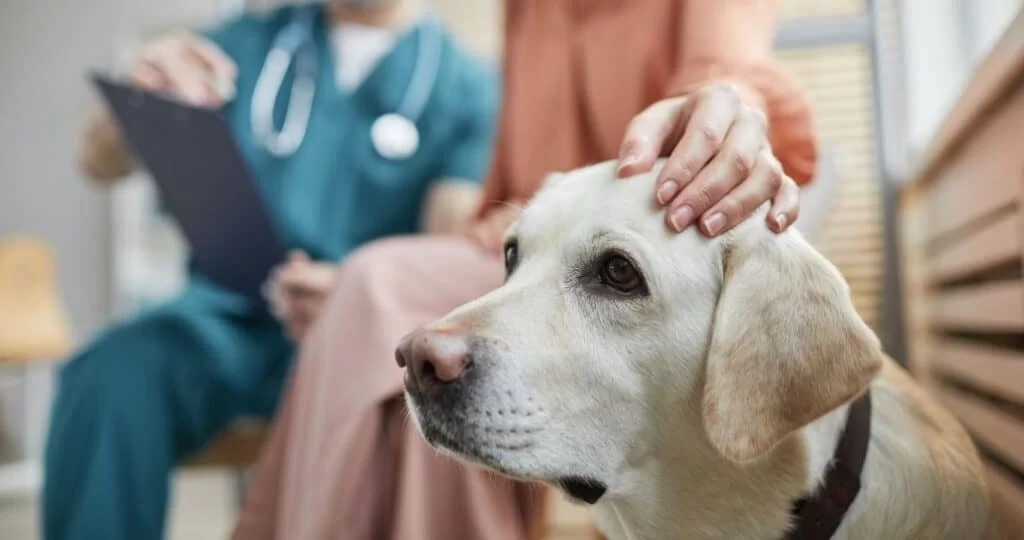 Affordable Veterinary Consultations in Miami: Quality Care for Your Pet at a Great Price