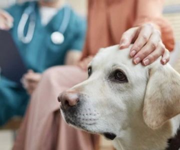 Affordable Veterinary Consultations in Miami: Quality Care for Your Pet at a Great Price