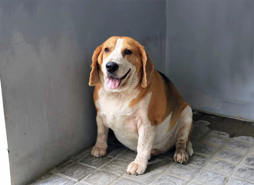 Low-Calorie Food for Overweight Dogs: Managing Your Dog's Weight with Healthy Diet Choices