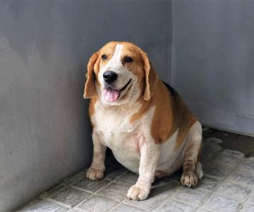 Low-Calorie Food for Overweight Dogs: Managing Your Dog's Weight with Healthy Diet Choices