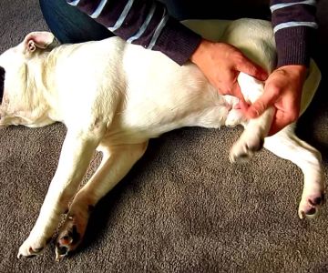 Signs Your Pet Might Have a Broken Bone: Key Symptoms to Watch For