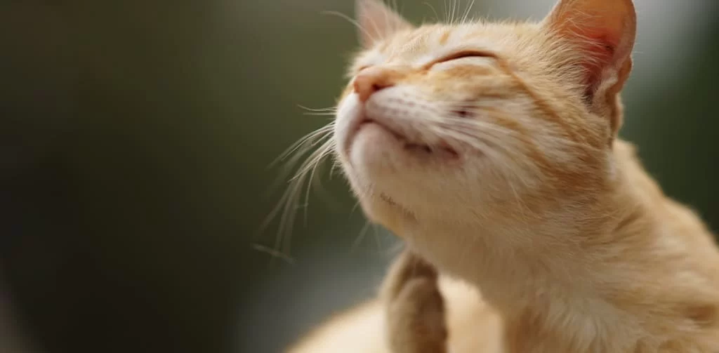 How to Prevent Fleas in Cats: Proven Tips and Effective Solutions