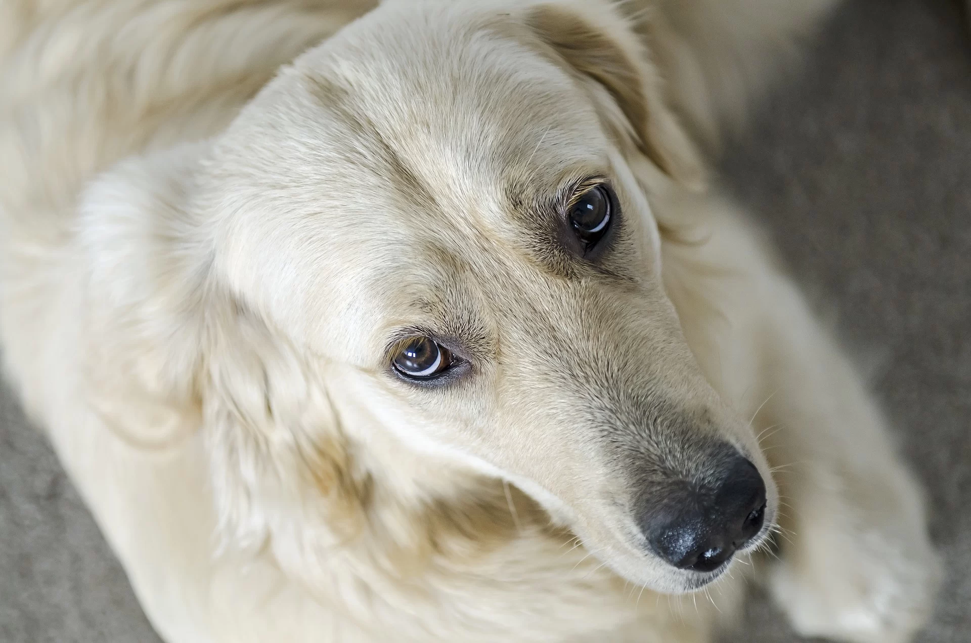 Signs Your Dog Might Have an Infection