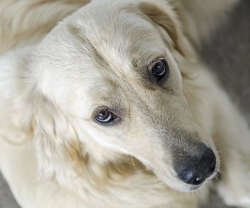 Signs Your Dog Might Have an Infection