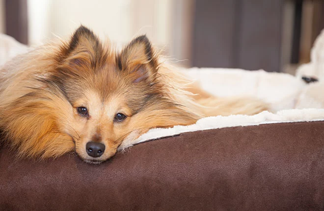 How to Help Your Pet with Joint Pain: Effective Solutions and Relief for Arthritis