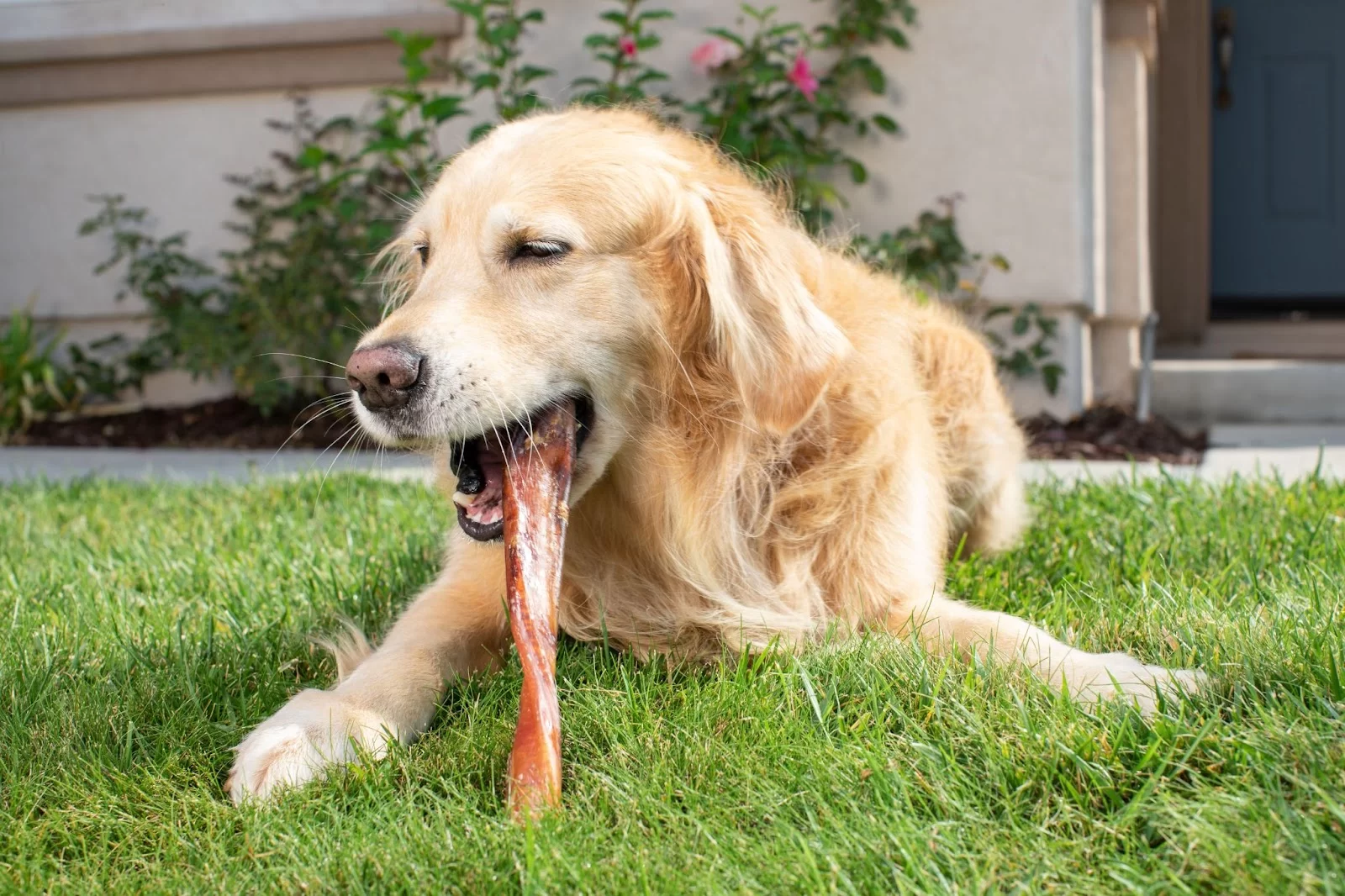 Common Signs Your Pet Might Have Worms