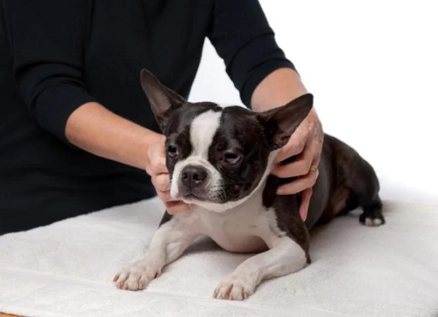 Tips for Training Your Dog to Stay Calm: Effective Techniques and Methods