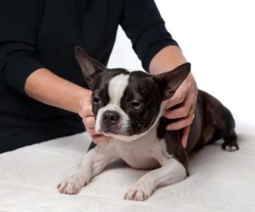 Tips for Training Your Dog to Stay Calm: Effective Techniques and Methods