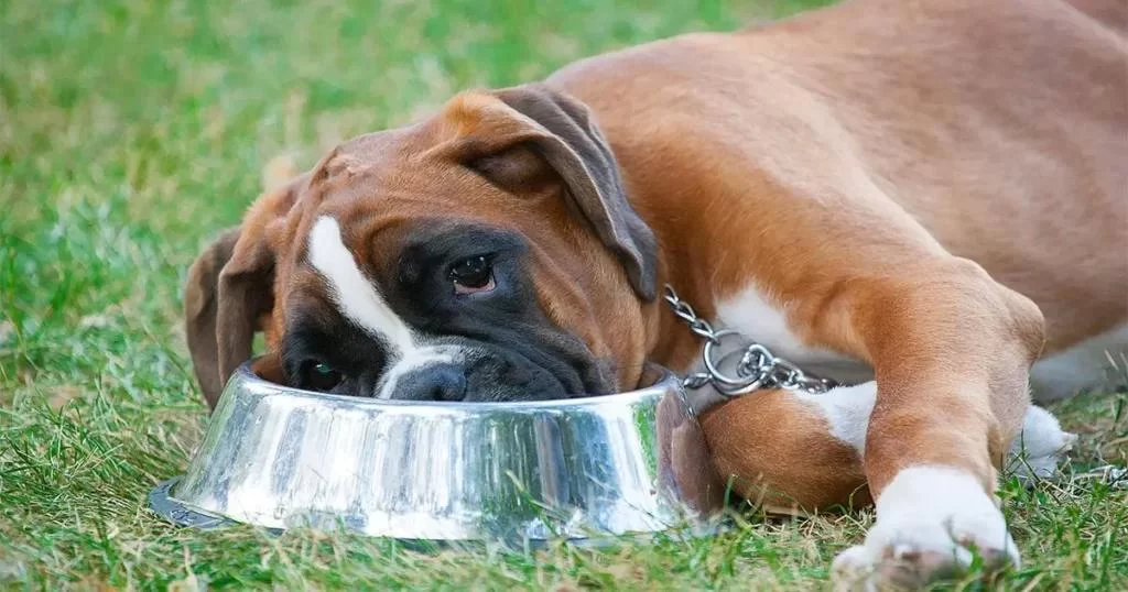 How to Handle a Pet with a Food Intolerance