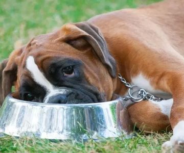 How to Handle a Pet with a Food Intolerance
