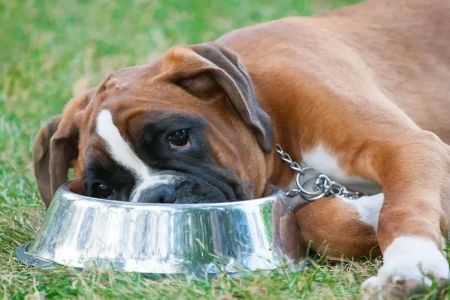 How to Handle a Pet with a Food Intolerance