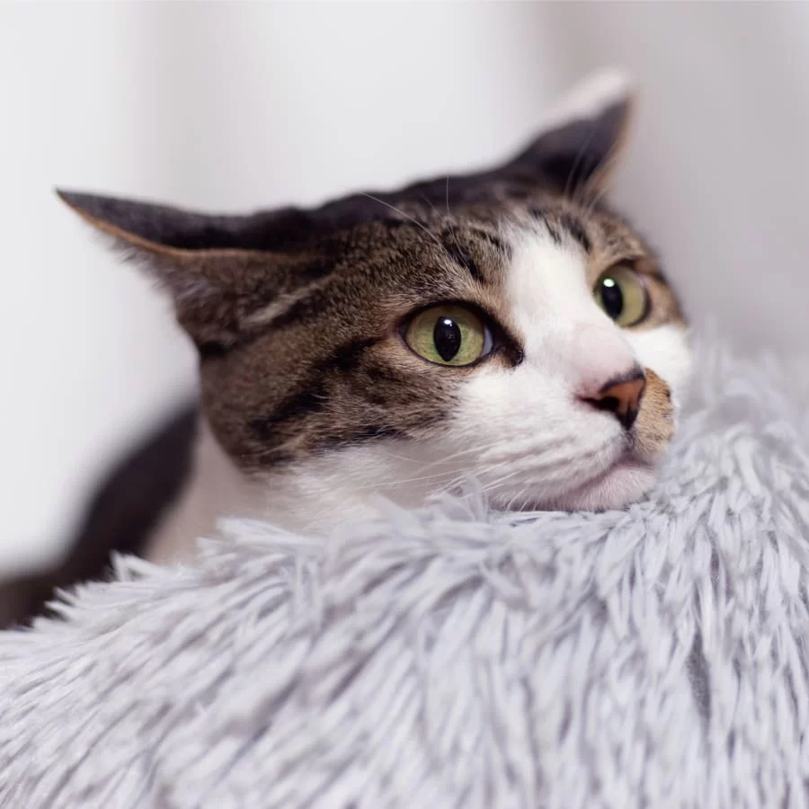 The Best Pet Vaccines for Your Dog or Cat: Protecting Your Pet's Health