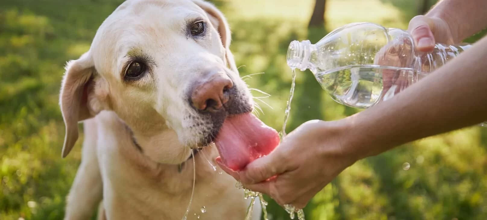 How to Treat Pet Dehydration at Home: A Comprehensive Guide for Pet Owners