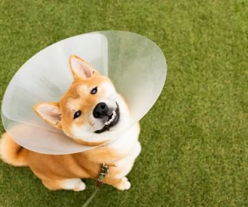 When to Get Your Puppy Spayed or Neutered: A Complete Guide for Pet Owners