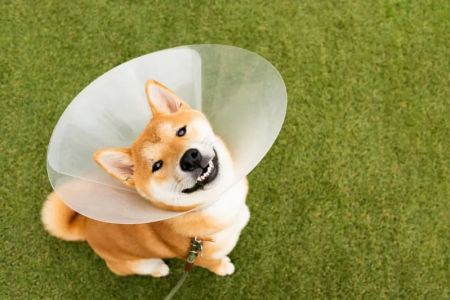 When to Get Your Puppy Spayed or Neutered: A Complete Guide for Pet Owners