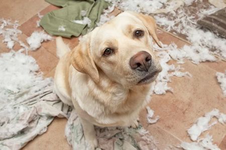 How to Care for a Dog with Separation Anxiety: Expert Tips and Solutions