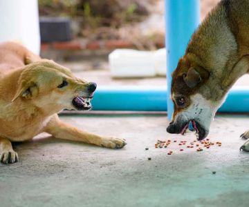 How to Deal with Your Dog’s Food Aggression