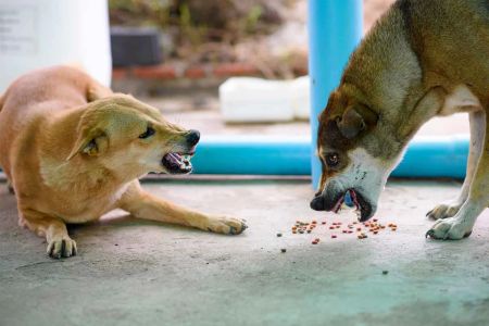 How to Deal with Your Dog’s Food Aggression