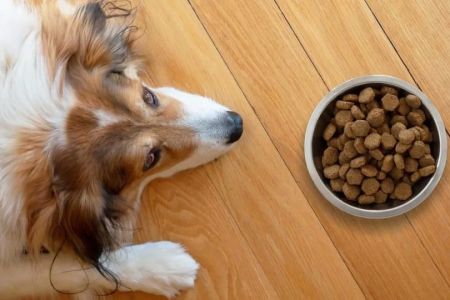 Best Pet Food Brands for Allergic Pets: Top Choices for Sensitive Stomachs