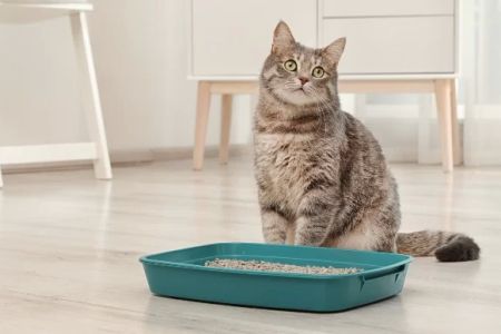 How to Train Your Pet to Use the Litter Box: Expert Tips for Success