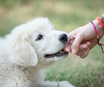 How to Prevent Your Pet from Biting