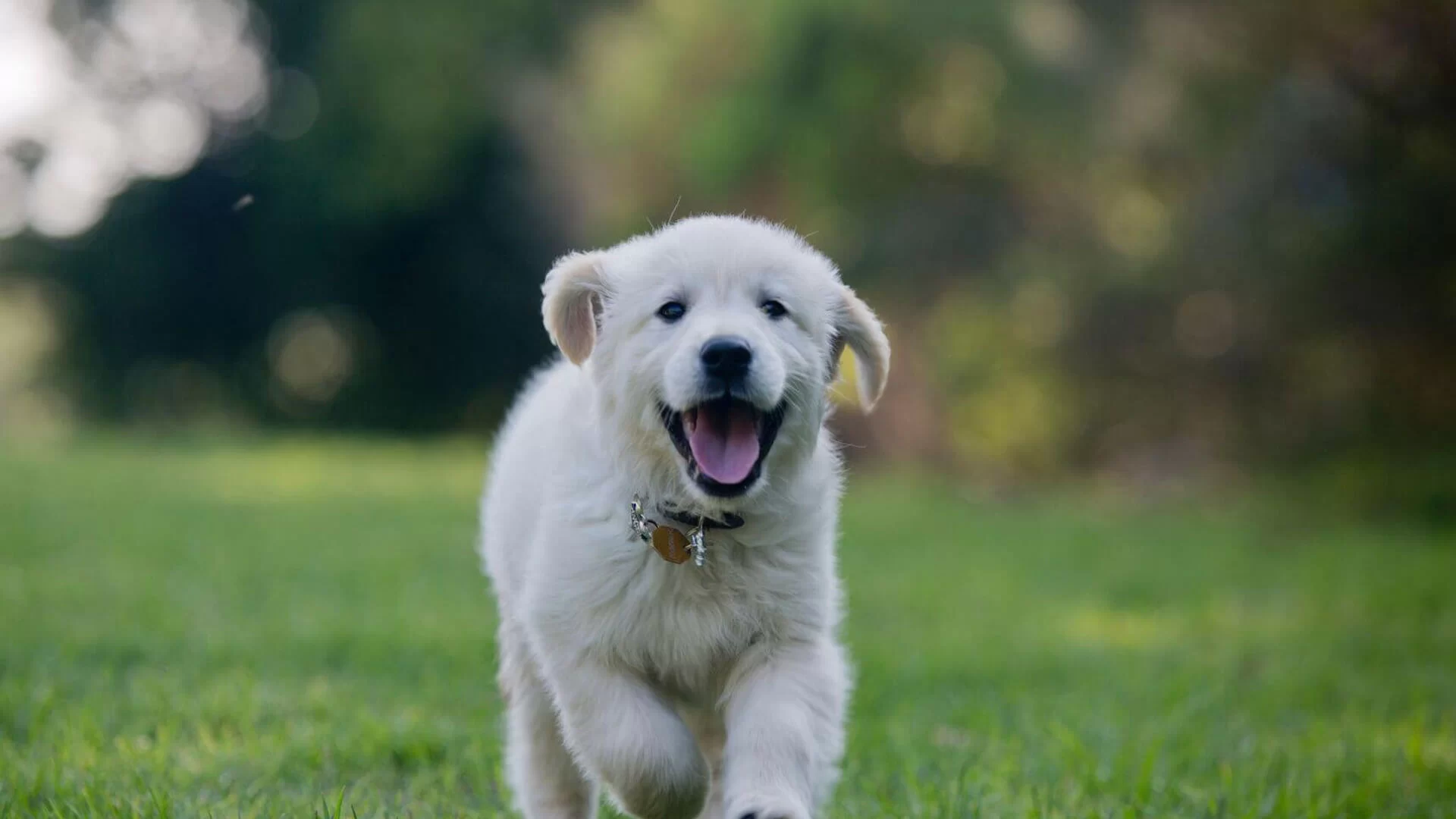 Where to Get Pet Medication Refills in Cleveland: Top Options for Pet Owners