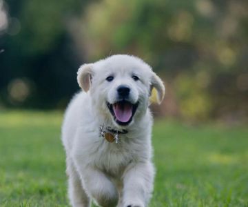 Where to Get Pet Medication Refills in Cleveland: Top Options for Pet Owners