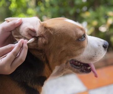 How Often Should I Clean My Pet’s Ears? A Complete Guide