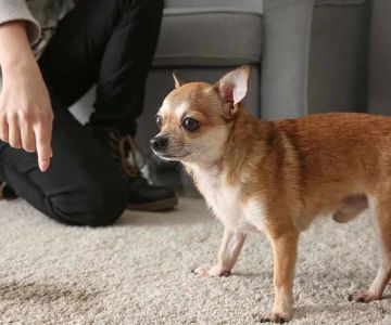 How to Stop My Dog from Marking in the House: Effective Training Tips