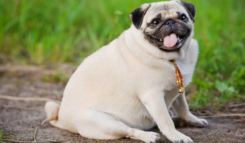 Best Pet Care for Overweight Dogs in Philadelphia – A Complete Guide