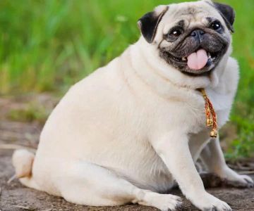 Best Pet Care for Overweight Dogs in Philadelphia – A Complete Guide