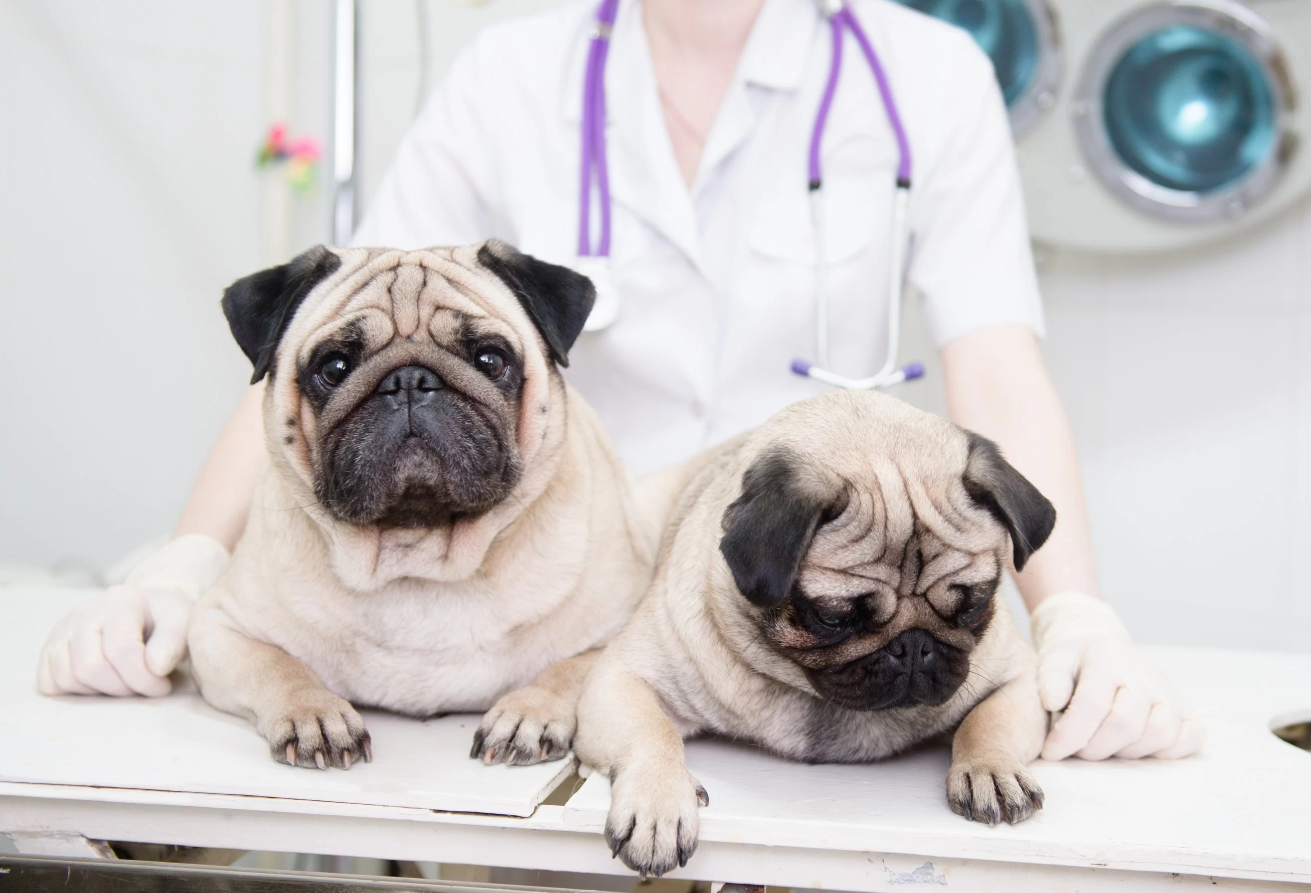 Best Veterinarian for Geriatric Pets in Houston: Compassionate Senior Pet Care