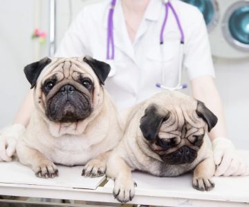 Best Veterinarian for Geriatric Pets in Houston: Compassionate Senior Pet Care