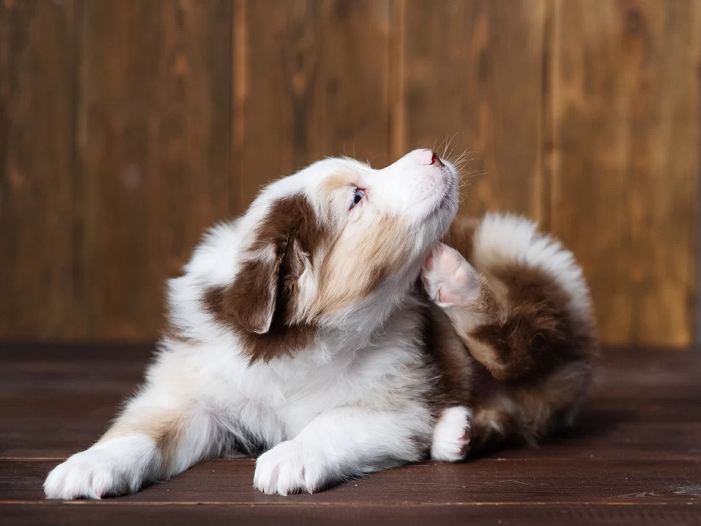 How to Keep My Dog from Scratching: Causes, Remedies, and Prevention