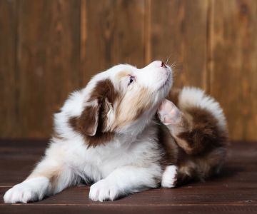 How to Keep My Dog from Scratching: Causes, Remedies, and Prevention