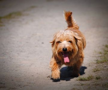 Can Pets Get Heatstroke? Signs, Prevention, and Treatment