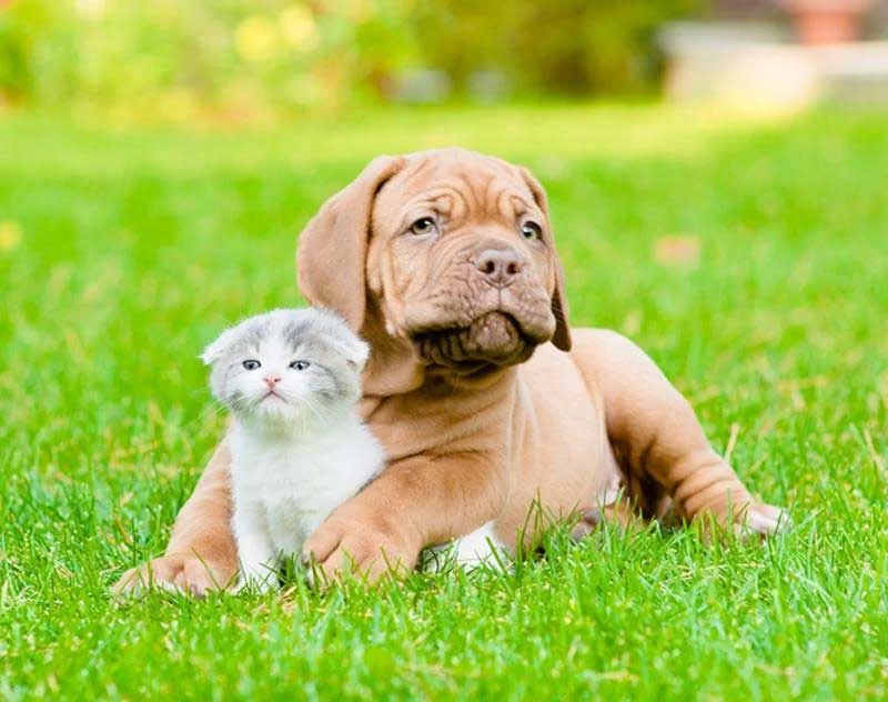 Best Veterinary Care for Puppies and Kittens Near Me in Portland