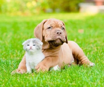 Best Veterinary Care for Puppies and Kittens Near Me in Portland