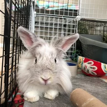 Trusted Animal Hospital for Exotic Pets in Indianapolis: Expert Veterinary Care